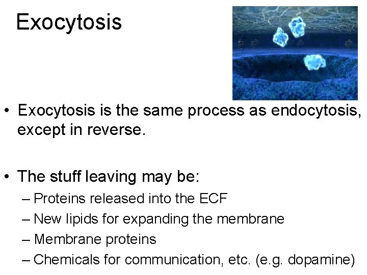 Exocytosis • Exocytosis is the same process as endocytosis, except in reverse. • The