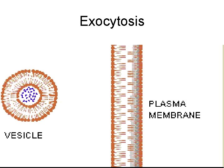 Exocytosis 