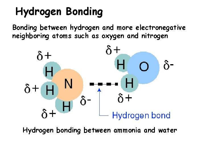 Hydrogen Bonding between hydrogen and more electronegative neighboring atoms such as oxygen and nitrogen