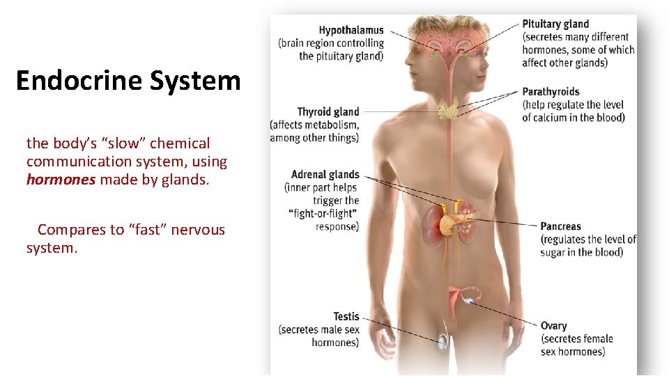 Endocrine System the body’s “slow” chemical communication system, using hormones made by glands. Compares