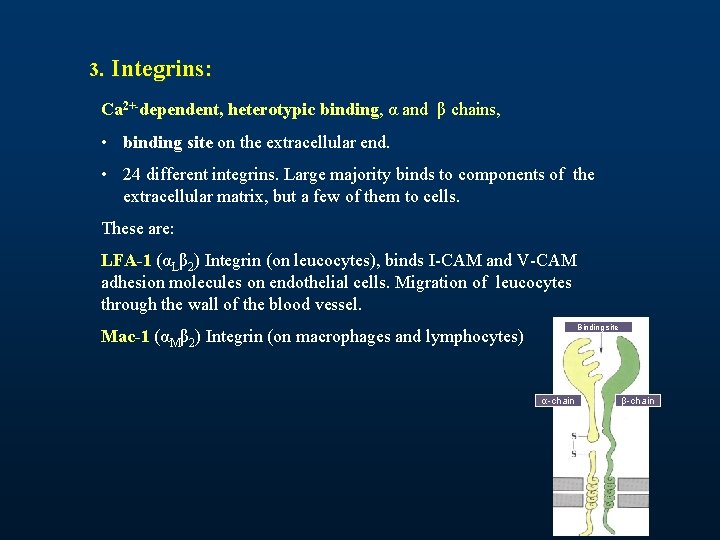3. Integrins: Ca 2+-dependent, heterotypic binding, α and β chains, • binding site on 3. Integrins: Ca 2+-dependent, heterotypic binding, α and β chains, • binding site on