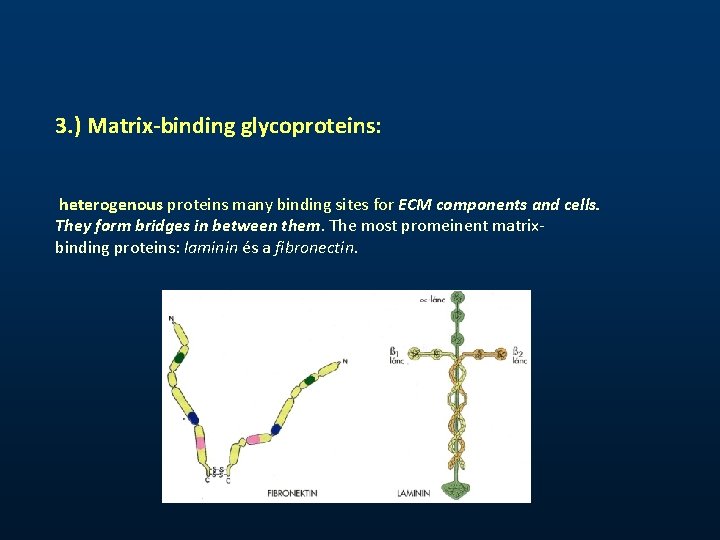 3. ) Matrix-binding glycoproteins: heterogenous proteins many binding sites for ECM components and cells. 3. ) Matrix-binding glycoproteins: heterogenous proteins many binding sites for ECM components and cells.