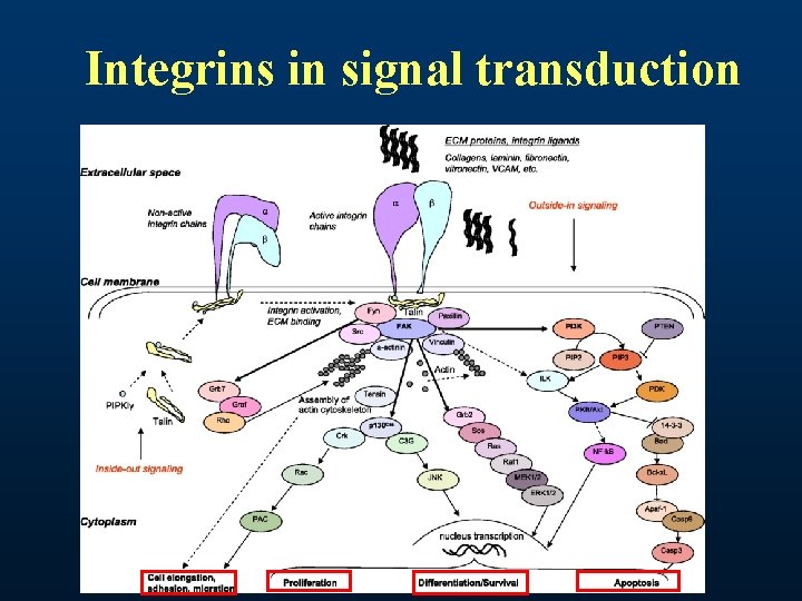Integrins in signal transduction Integrins in signal transduction