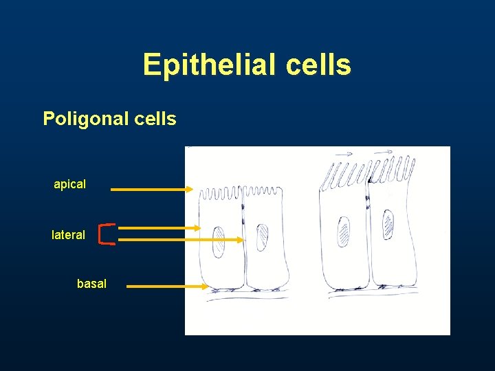 Epithelial cells Poligonal cells apical lateral basal Epithelial cells Poligonal cells apical lateral basal