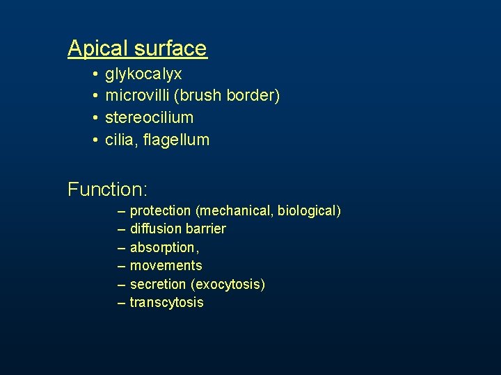 Apical surface • • glykocalyx microvilli (brush border) stereocilium cilia, flagellum Function: – – Apical surface • • glykocalyx microvilli (brush border) stereocilium cilia, flagellum Function: – –