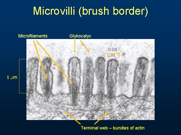 Microvilli (brush border) Microfilaments Glykocalyx 0. 08 m 1 m Terminal web – bundles Microvilli (brush border) Microfilaments Glykocalyx 0. 08 m 1 m Terminal web – bundles