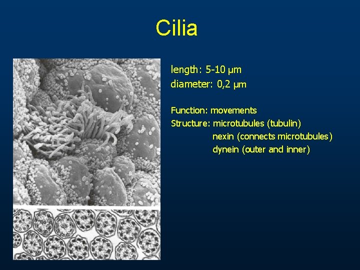 Cilia length: 5 -10 µm diameter: 0, 2 µm Function: movements Structure: microtubules (tubulin) Cilia length: 5 -10 µm diameter: 0, 2 µm Function: movements Structure: microtubules (tubulin)