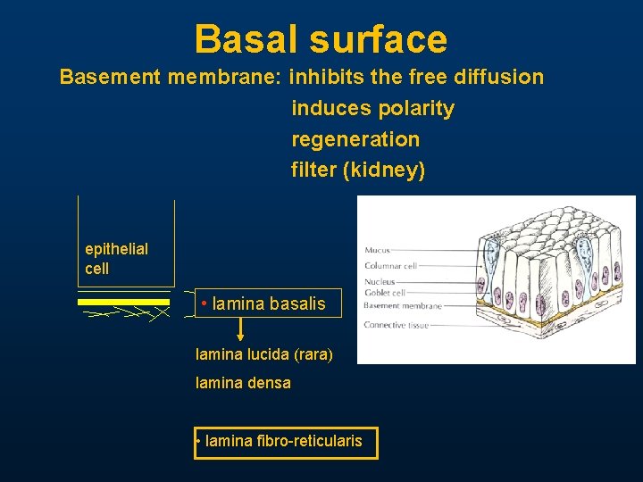 Basal surface Basement membrane: inhibits the free diffusion induces polarity regeneration filter (kidney) epithelial Basal surface Basement membrane: inhibits the free diffusion induces polarity regeneration filter (kidney) epithelial