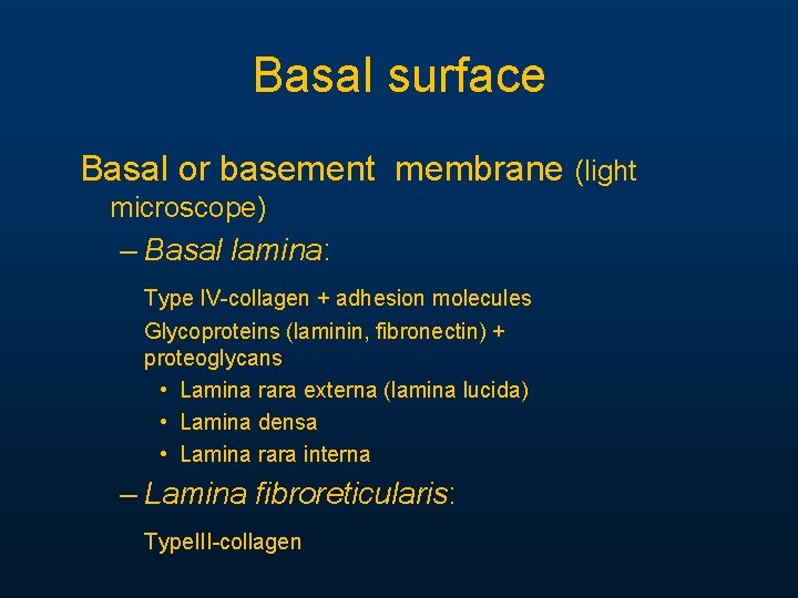 Basal surface Basal or basement membrane (light microscope) – Basal lamina: Type IV-collagen + Basal surface Basal or basement membrane (light microscope) – Basal lamina: Type IV-collagen +