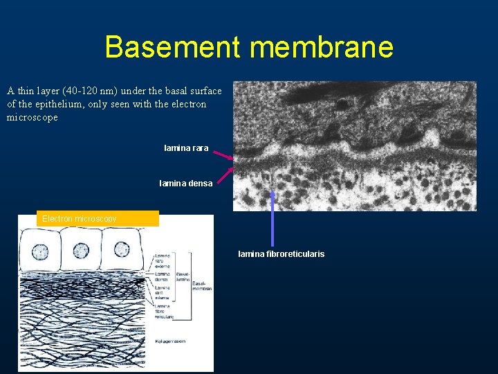 Basement membrane A thin layer (40 -120 nm) under the basal surface of the Basement membrane A thin layer (40 -120 nm) under the basal surface of the