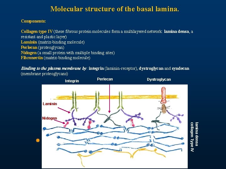 Molecular structure of the basal lamina. Components: Collagen type IV (these fibrous protein molecules Molecular structure of the basal lamina. Components: Collagen type IV (these fibrous protein molecules