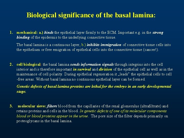 Biological significance of the basal lamina: 1. mechanical: a. ) binds the epithelial layer Biological significance of the basal lamina: 1. mechanical: a. ) binds the epithelial layer