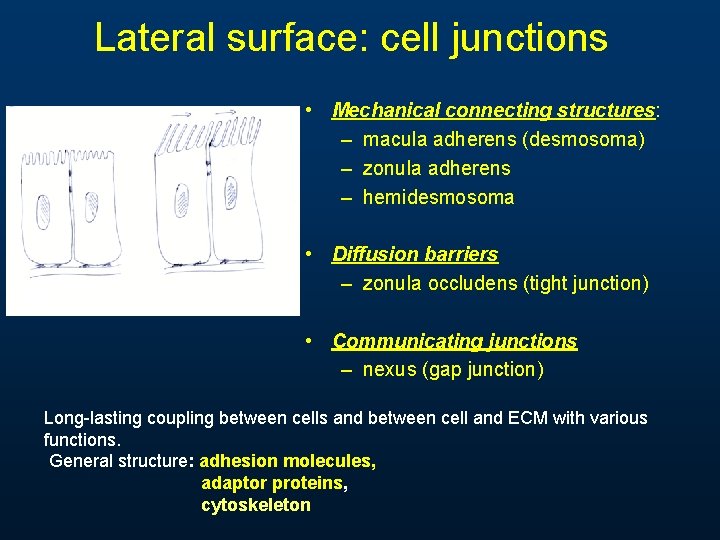 Lateral surface: cell junctions • Mechanical connecting structures: – macula adherens (desmosoma) – zonula Lateral surface: cell junctions • Mechanical connecting structures: – macula adherens (desmosoma) – zonula