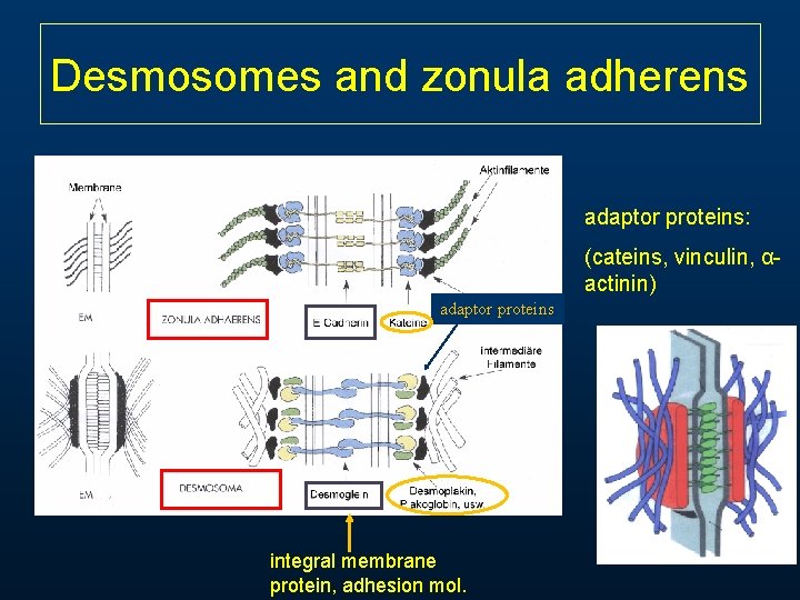 Desmosomes and zonula adherens adaptor proteins: (cateins, vinculin, αactinin) adaptor proteins integral membrane protein, Desmosomes and zonula adherens adaptor proteins: (cateins, vinculin, αactinin) adaptor proteins integral membrane protein,