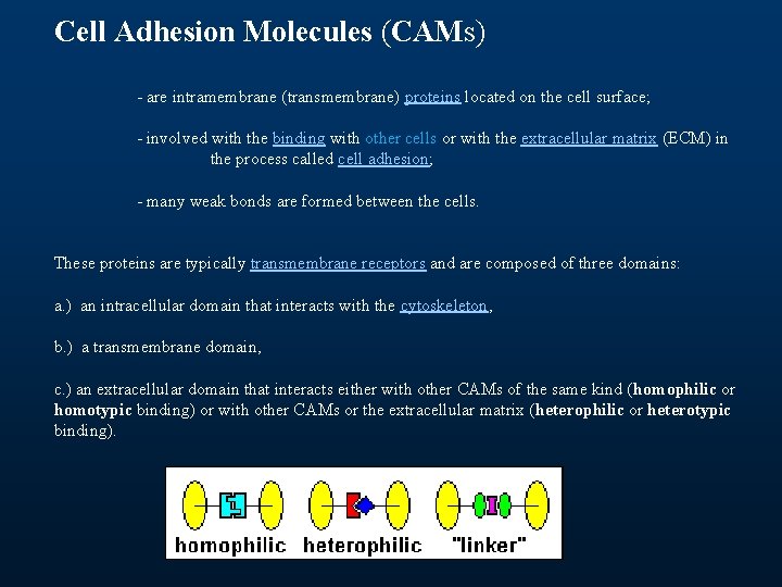 Cell Adhesion Molecules (CAMs) - are intramembrane (transmembrane) proteins located on the cell surface; Cell Adhesion Molecules (CAMs) - are intramembrane (transmembrane) proteins located on the cell surface;