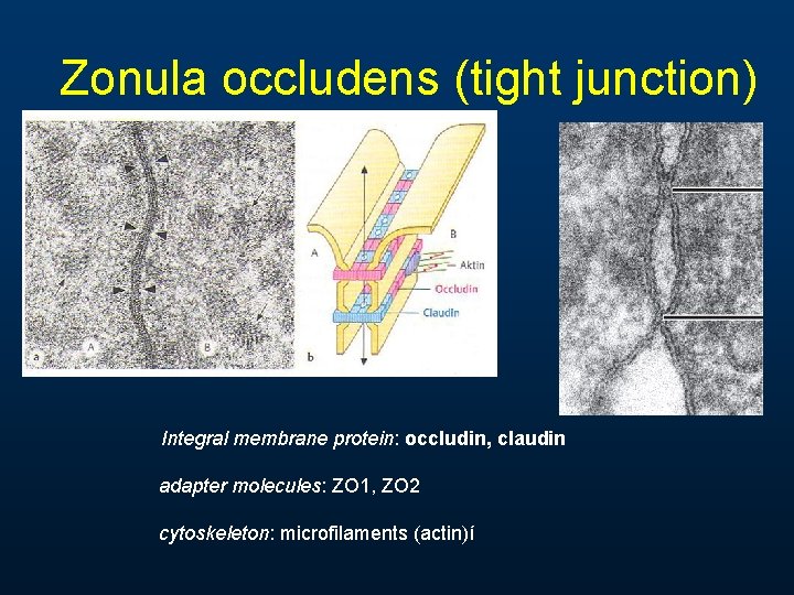Zonula occludens (tight junction) Integral membrane protein: occludin, claudin adapter molecules: ZO 1, ZO Zonula occludens (tight junction) Integral membrane protein: occludin, claudin adapter molecules: ZO 1, ZO