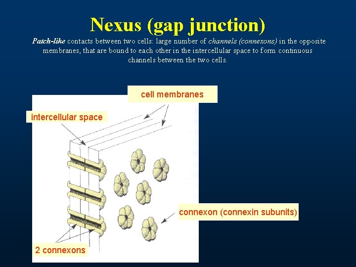 Nexus (gap junction) Patch-like contacts between two cells: large number of channels (connexons) in Nexus (gap junction) Patch-like contacts between two cells: large number of channels (connexons) in