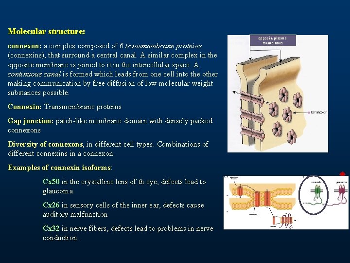 Molecular structure: connexon: a complex composed of 6 transmembrane proteins (connexins), that surround a Molecular structure: connexon: a complex composed of 6 transmembrane proteins (connexins), that surround a