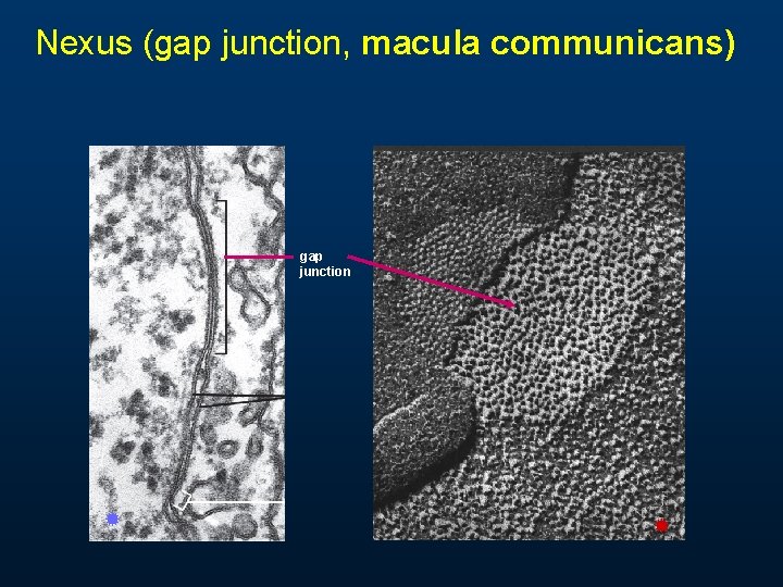 Nexus (gap junction, macula communicans) gap junction Nexus (gap junction, macula communicans) gap junction