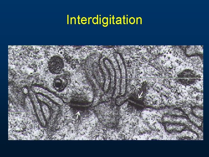 Interdigitation Interdigitation