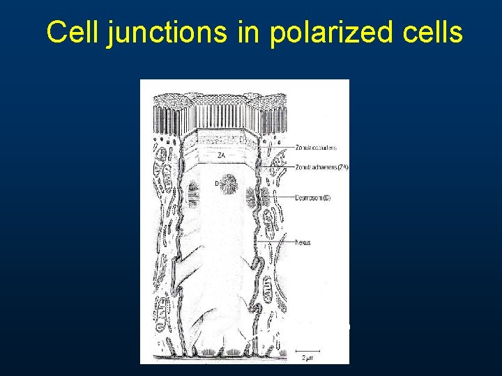 Cell junctions in polarized cells Hemidesmosom es Cell junctions in polarized cells Hemidesmosom es