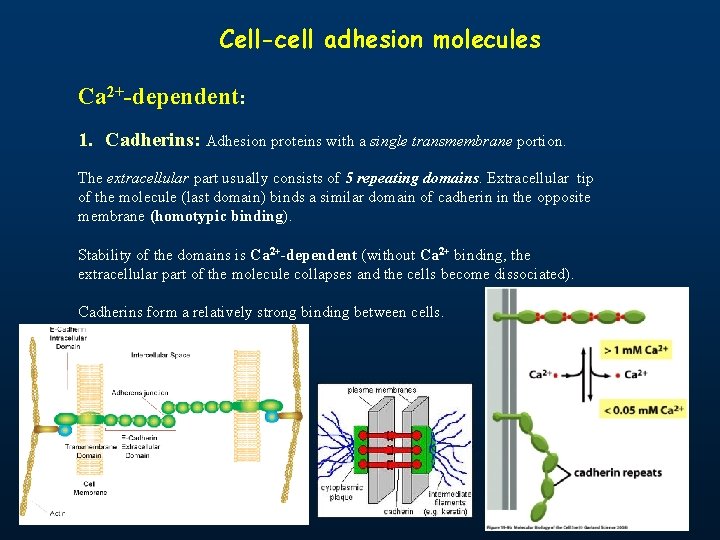 Cell-cell adhesion molecules Ca 2+-dependent: 1. Cadherins: Adhesion proteins with a single transmembrane portion. Cell-cell adhesion molecules Ca 2+-dependent: 1. Cadherins: Adhesion proteins with a single transmembrane portion.