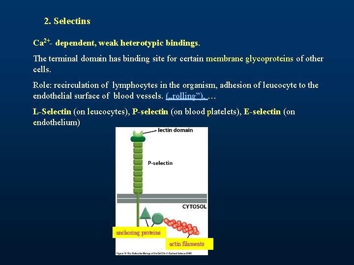 2. Selectins Ca 2+- dependent, weak heterotypic bindings. The terminal domain has binding site 2. Selectins Ca 2+- dependent, weak heterotypic bindings. The terminal domain has binding site