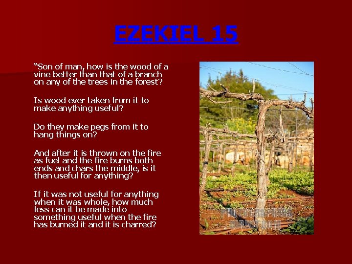 EZEKIEL 15 “Son of man, how is the wood of a vine better than