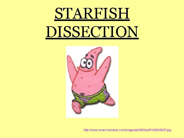 STARFISH DISSECTION http: //www. emerchandise. com/images/p/SBS/pd. PASBS 0005. jpg 