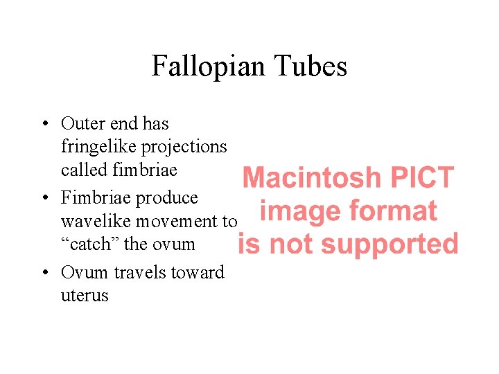 Fallopian Tubes • Outer end has fringelike projections called fimbriae • Fimbriae produce wavelike