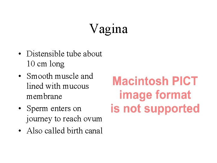 Vagina • Distensible tube about 10 cm long • Smooth muscle and lined with