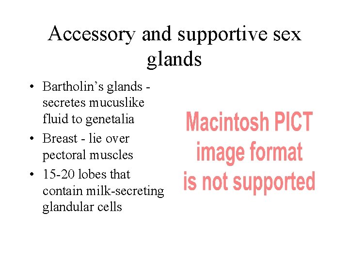 Accessory and supportive sex glands • Bartholin’s glands secretes mucuslike fluid to genetalia •