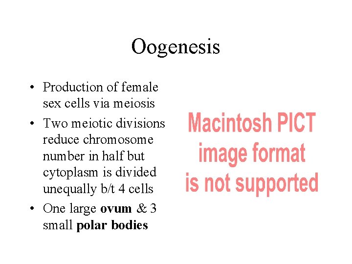 Oogenesis • Production of female sex cells via meiosis • Two meiotic divisions reduce