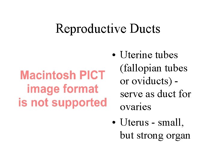 Reproductive Ducts • Uterine tubes (fallopian tubes or oviducts) serve as duct for ovaries