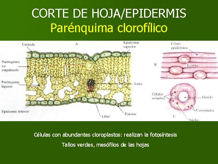 CORTE DE HOJA/EPIDERMIS Parénquima clorofílico Células con abundantes cloroplastos: realizan la fotosíntesis Tallos verdes, CORTE DE HOJA/EPIDERMIS Parénquima clorofílico Células con abundantes cloroplastos: realizan la fotosíntesis Tallos verdes,
