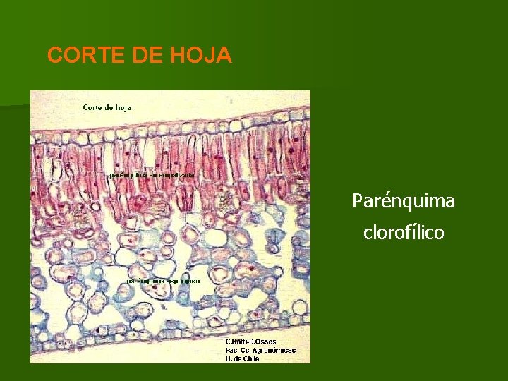 CORTE DE HOJA Parénquima clorofílico CORTE DE HOJA Parénquima clorofílico