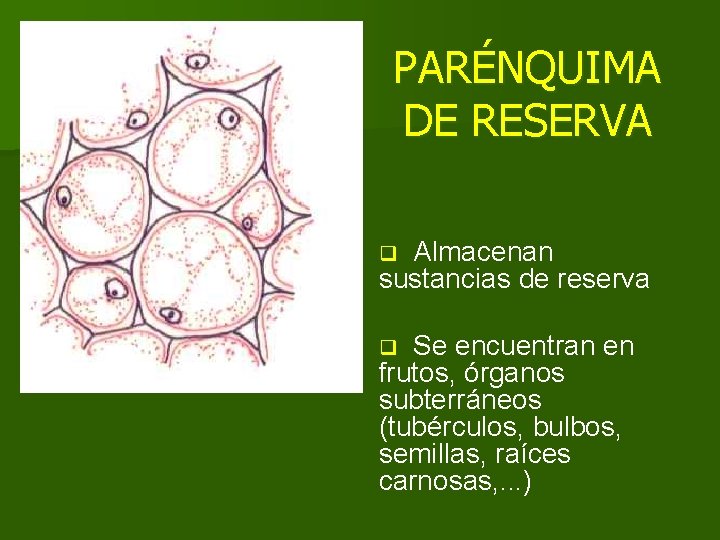 PARÉNQUIMA DE RESERVA Almacenan sustancias de reserva q Se encuentran en frutos, órganos subterráneos PARÉNQUIMA DE RESERVA Almacenan sustancias de reserva q Se encuentran en frutos, órganos subterráneos