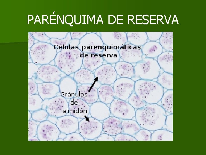 PARÉNQUIMA DE RESERVA PARÉNQUIMA DE RESERVA