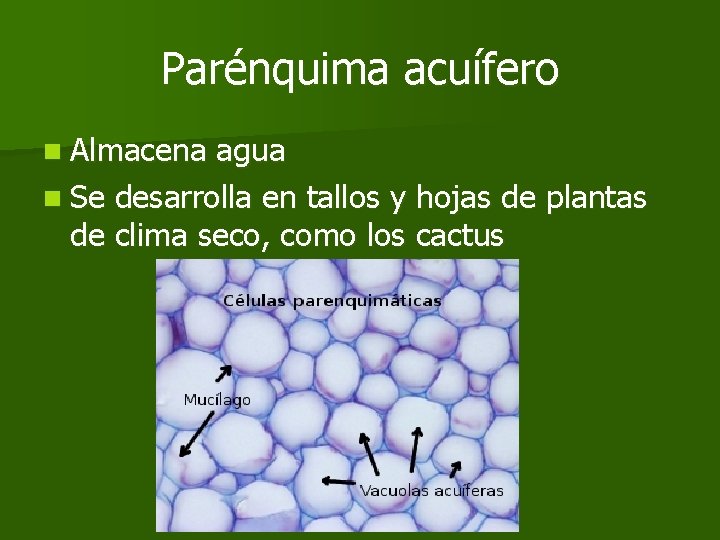 Parénquima acuífero n Almacena agua n Se desarrolla en tallos y hojas de plantas Parénquima acuífero n Almacena agua n Se desarrolla en tallos y hojas de plantas