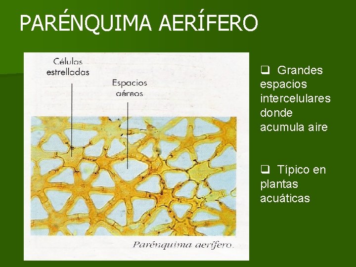 PARÉNQUIMA AERÍFERO q Grandes espacios intercelulares donde acumula aire q Típico en plantas acuáticas PARÉNQUIMA AERÍFERO q Grandes espacios intercelulares donde acumula aire q Típico en plantas acuáticas
