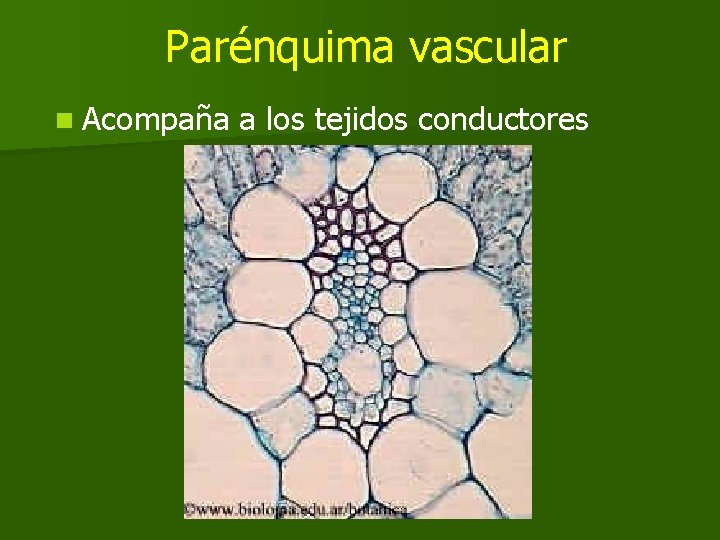 Parénquima vascular n Acompaña a los tejidos conductores Parénquima vascular n Acompaña a los tejidos conductores