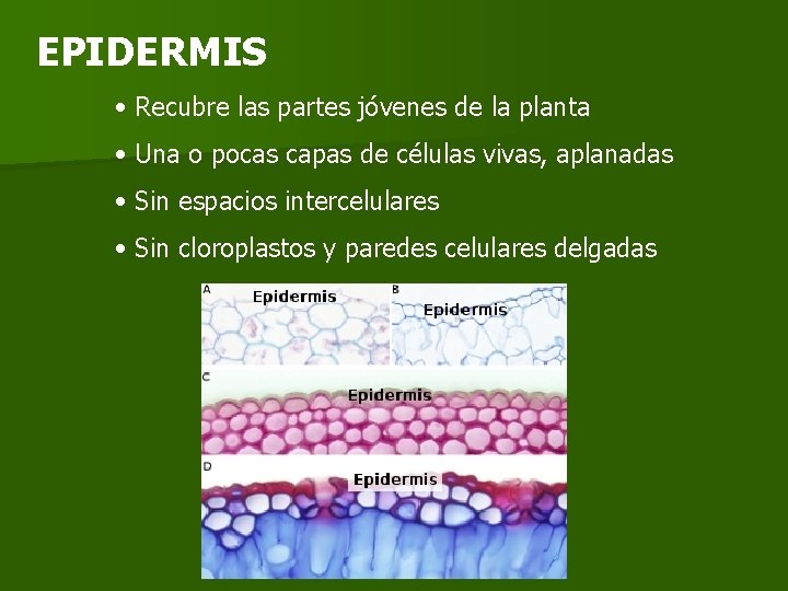 EPIDERMIS • Recubre las partes jóvenes de la planta • Una o pocas capas EPIDERMIS • Recubre las partes jóvenes de la planta • Una o pocas capas