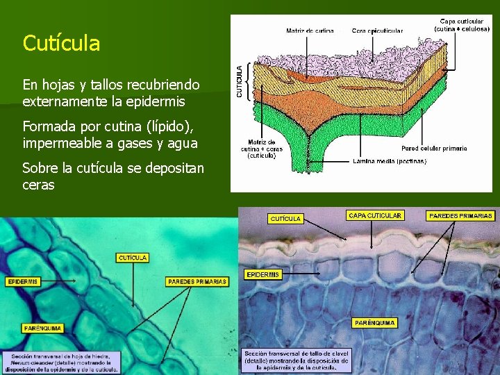 Cutícula En hojas y tallos recubriendo externamente la epidermis Formada por cutina (lípido), impermeable Cutícula En hojas y tallos recubriendo externamente la epidermis Formada por cutina (lípido), impermeable