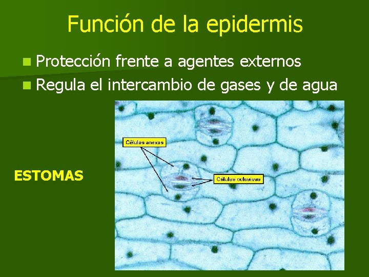 Función de la epidermis n Protección frente a agentes externos n Regula el intercambio Función de la epidermis n Protección frente a agentes externos n Regula el intercambio