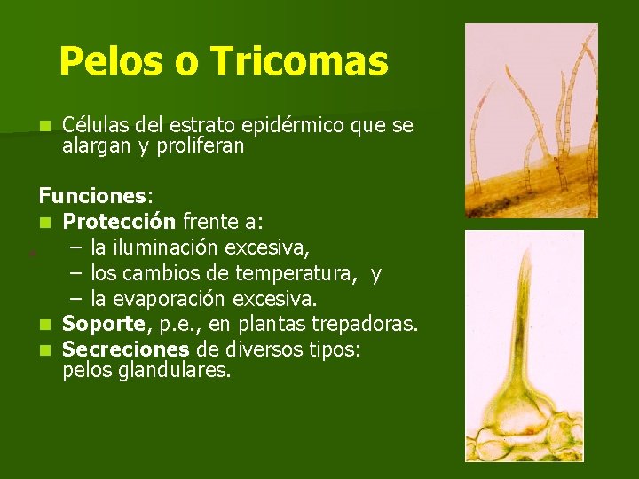 Pelos o Tricomas n Células del estrato epidérmico que se alargan y proliferan Funciones: Pelos o Tricomas n Células del estrato epidérmico que se alargan y proliferan Funciones: