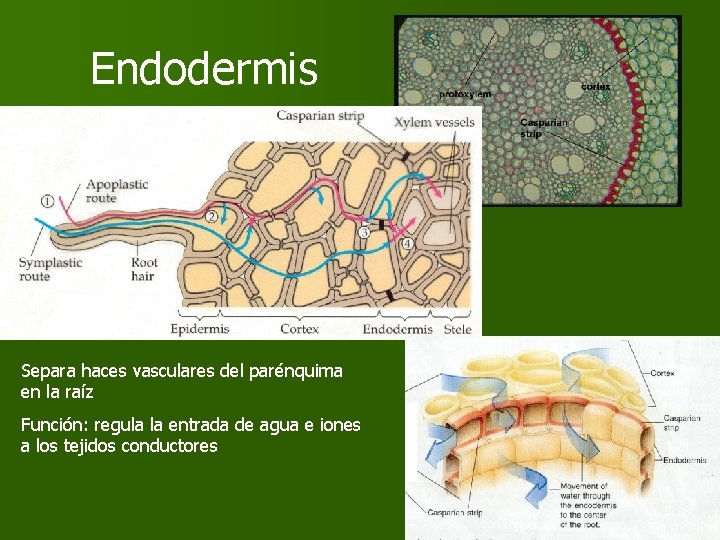 Endodermis Separa haces vasculares del parénquima en la raíz Función: regula la entrada de Endodermis Separa haces vasculares del parénquima en la raíz Función: regula la entrada de