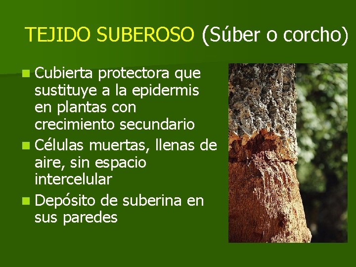 TEJIDO SUBEROSO (Súber o corcho) n Cubierta protectora que sustituye a la epidermis en TEJIDO SUBEROSO (Súber o corcho) n Cubierta protectora que sustituye a la epidermis en