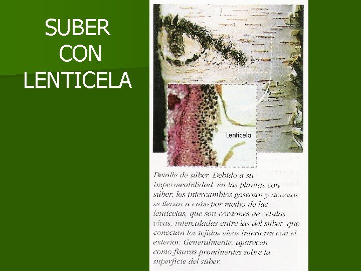SUBER CON LENTICELA SUBER CON LENTICELA