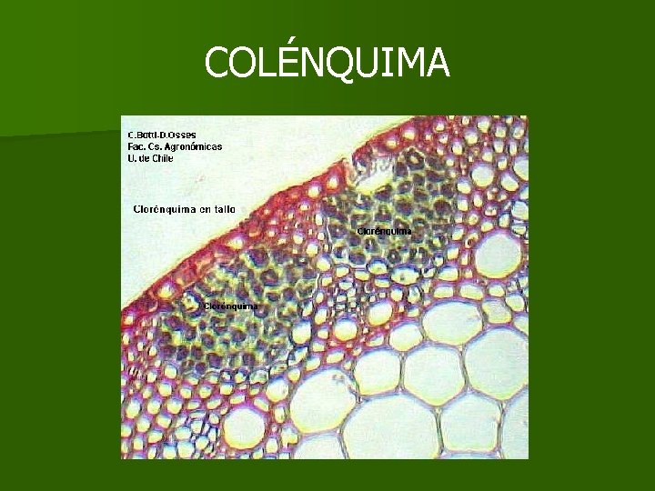 COLÉNQUIMA COLÉNQUIMA
