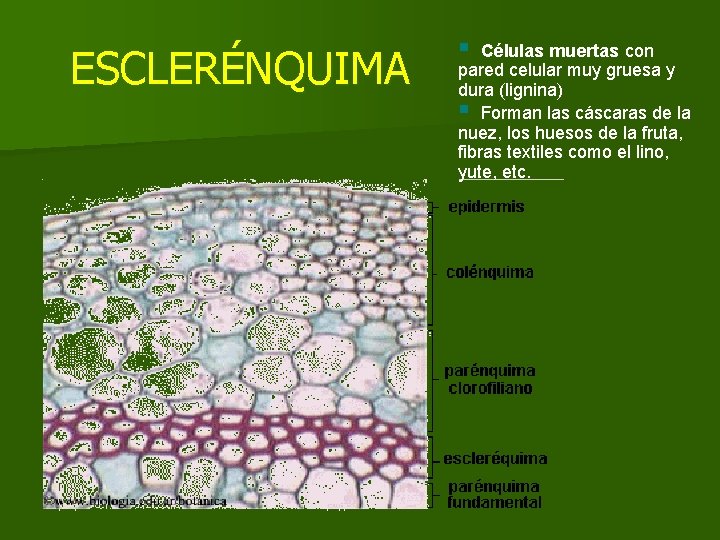 ESCLERÉNQUIMA § Células muertas con pared celular muy gruesa y dura (lignina) § Forman ESCLERÉNQUIMA § Células muertas con pared celular muy gruesa y dura (lignina) § Forman